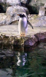 Penguin standing near edge of rocks, reflection in water